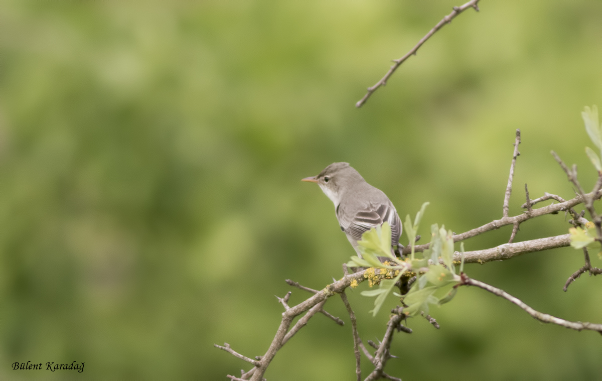 Olive-tree Warbler